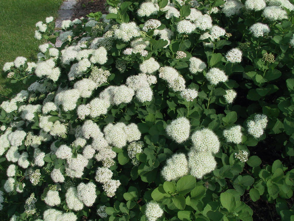 Spiraea betulifolia 02.jpg